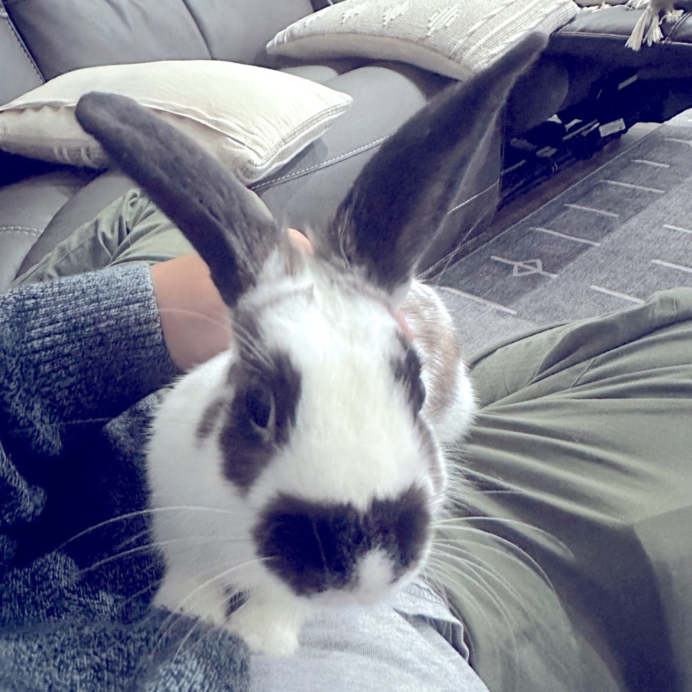 Meet your Posher, Imanuel